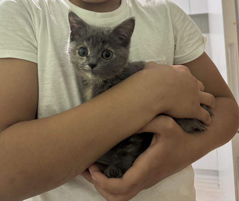 Котенок ищет дом