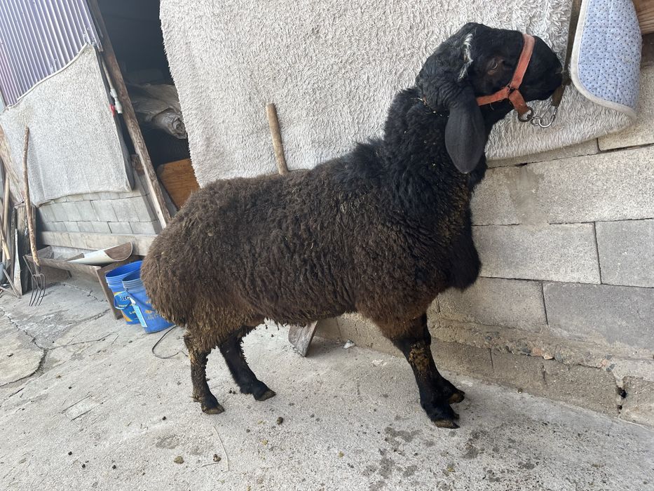 Продам.   гиссар