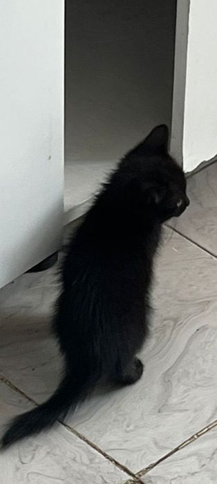 Отдам 1,5 месячных котят