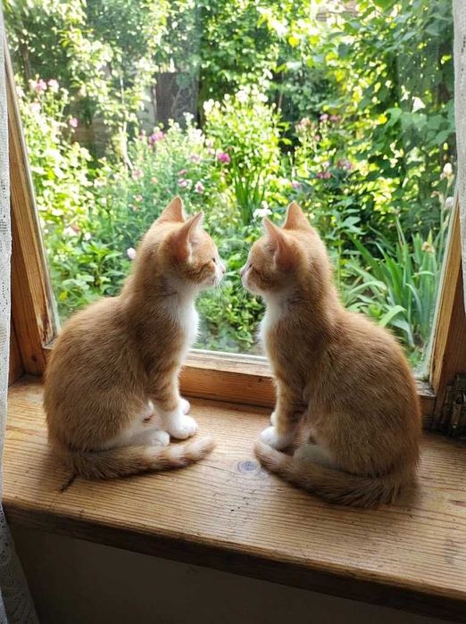Котята бесплатно