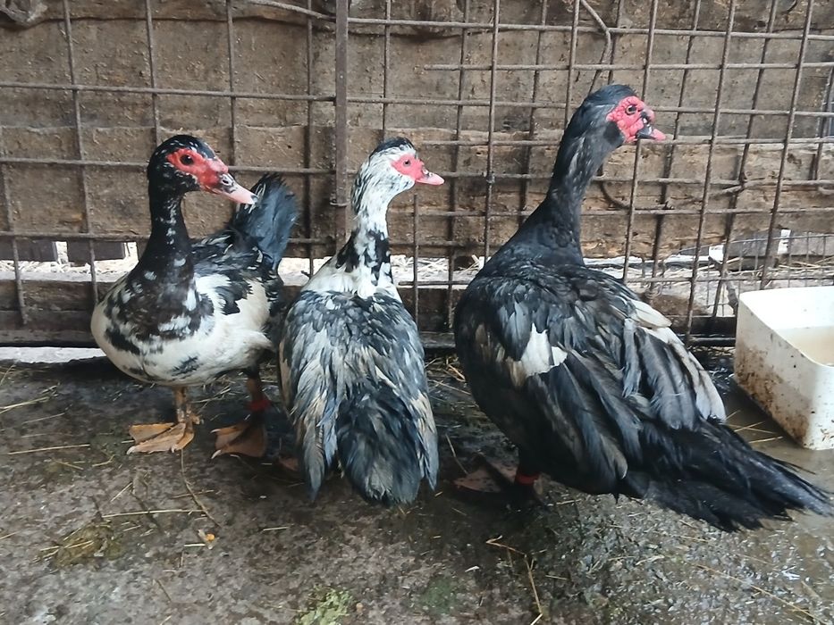 Disponibilă familie de rațe leșești (mute)