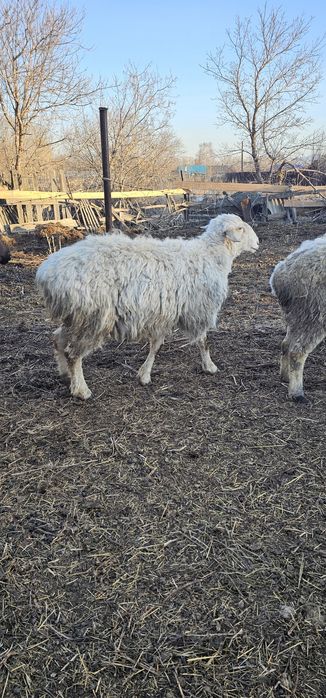 Қой қошқар сатлады