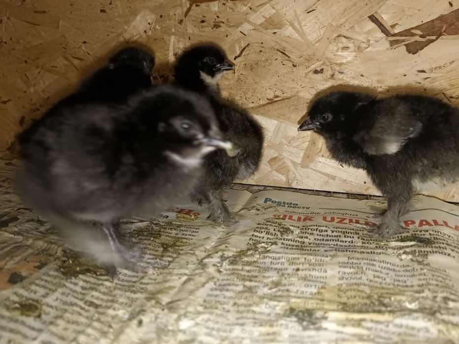 Домашние яйца продаются.
Уй тухуми сотилади.