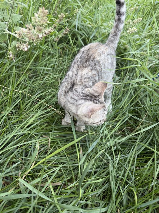 Котенок Луиза ждет свои добрые руки, ответственную семью