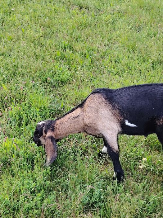 Tapisor anglo nubian de vânzare