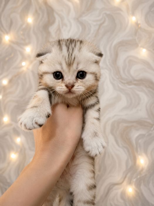 Котята скотиш фолд