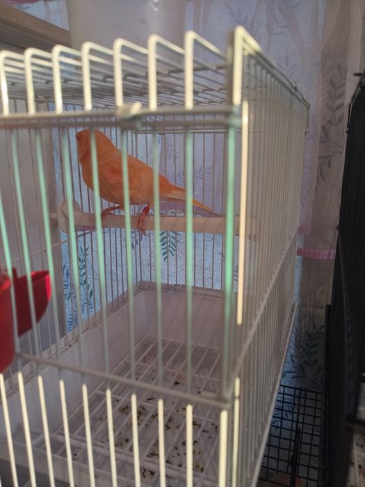 Конарейка придаётся