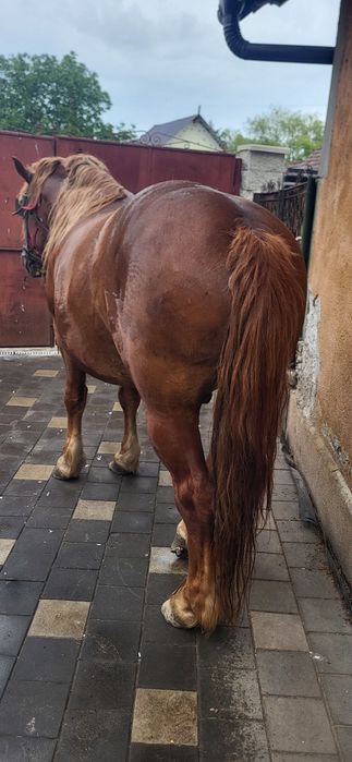 Vand armasar cuminte nu a fost dat la iepe garantat