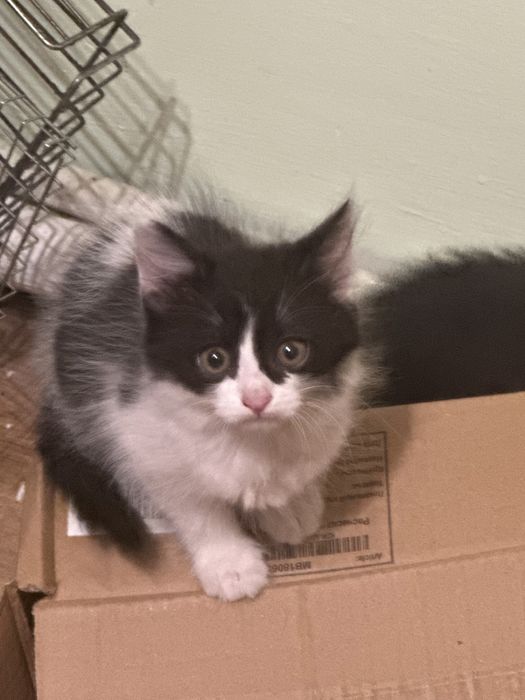 Отдам котят в добрые руки