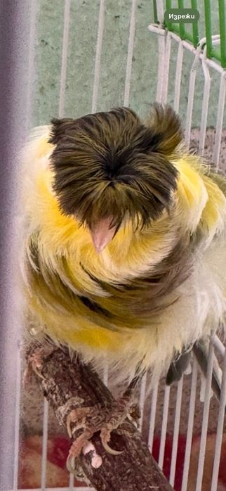 Канарчета порода “Подовано”