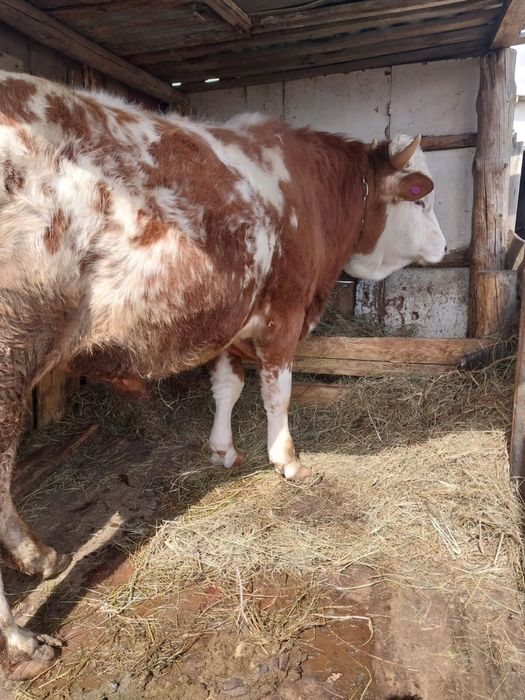 Продам быка 2 года 6 месяцев