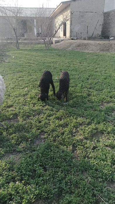 Qòy sotiladi surochni