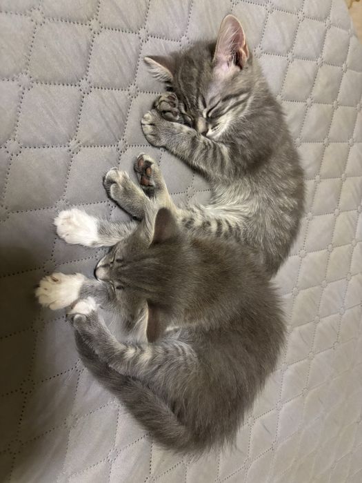 котяткииии только в ДОБРЫЕ РУКИ!