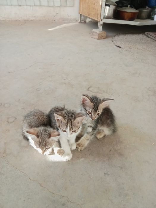 Отдам даром котят