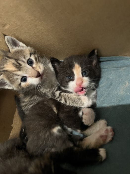 Отдам котят в добрые руки