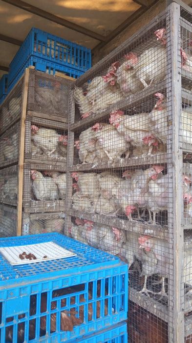 Куры несушки.         .