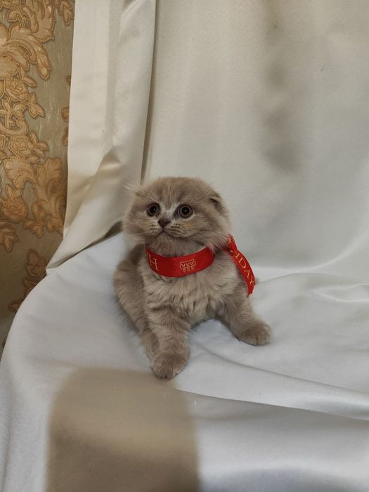 Продаётся котята