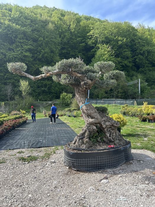 Maslini seculari si bonsai de vanzare