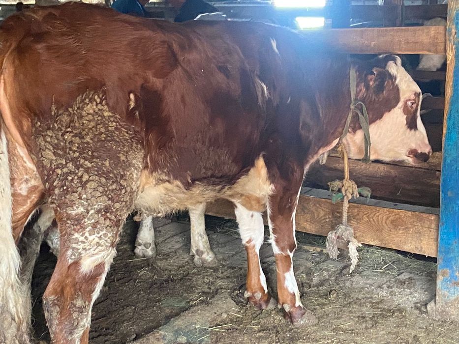 Ресейдегі қоғамдық секс