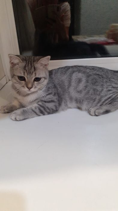 Милые котики ищут дом