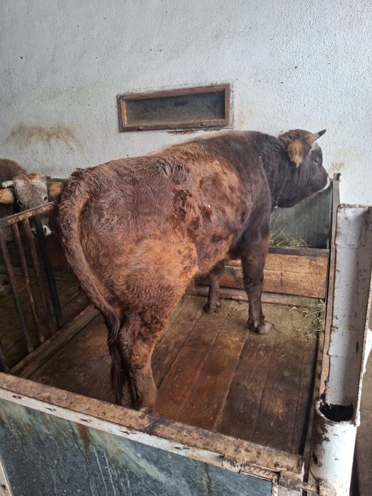 Бұқа сатылады тұқымы жақсы