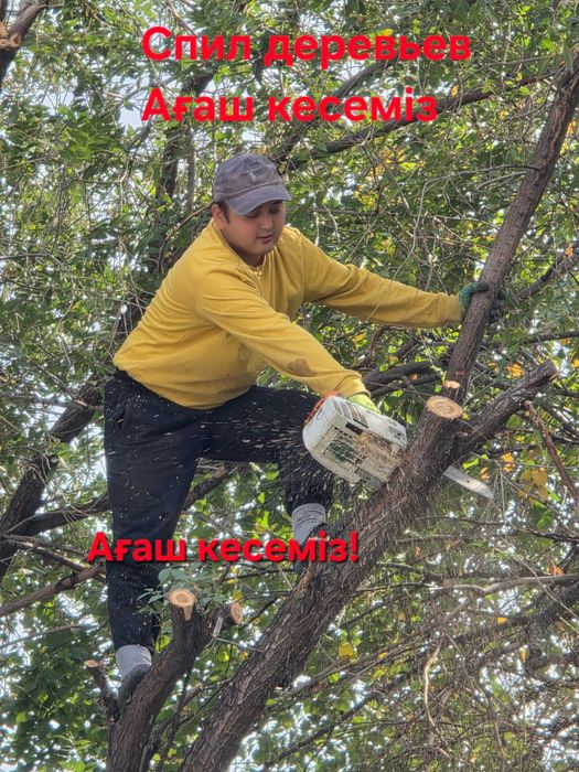 Ағаш кесу. Спил дерево