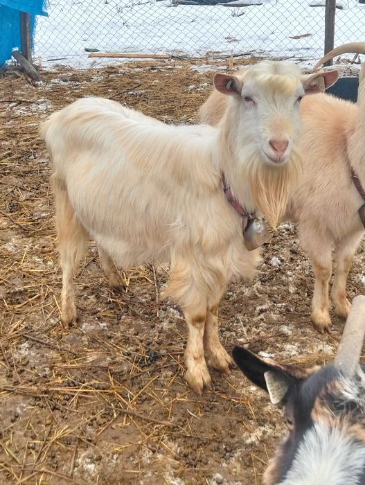 1berbec și 5tapi  de vanzare