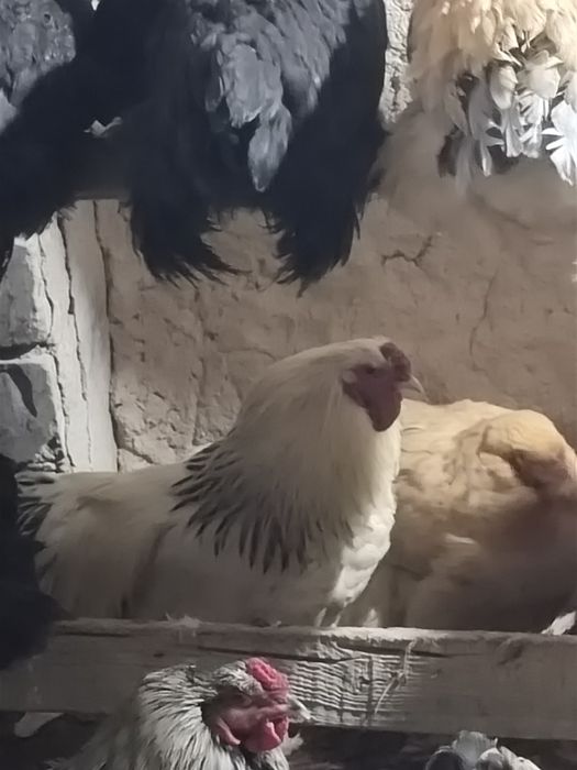 Петуха брамо белый