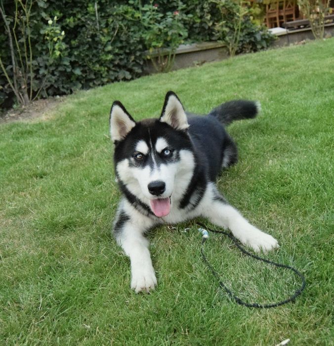 Pui Husky Siberian, părinți multipli campioni!