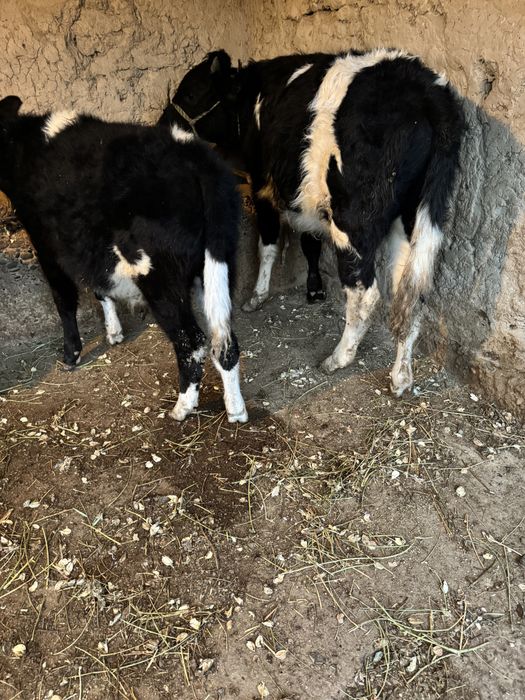 Еркек Огіз Сатылады