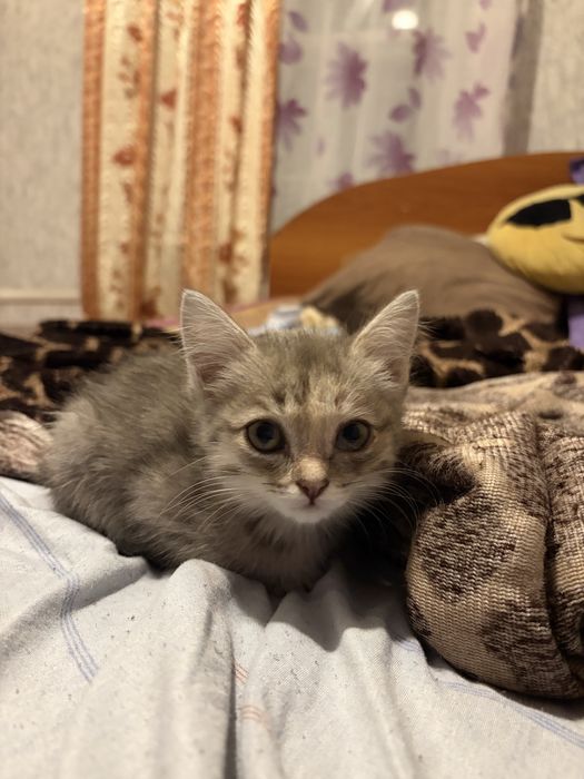 Котенок в добрые руки