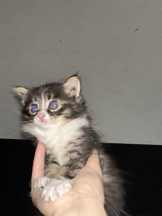 Котятя бесплатно