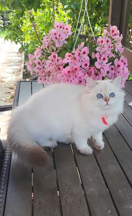 Fetita British Longhair alba cu ochi albastri - linie selecta
