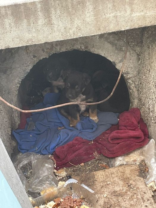 Милые щенки, полупородистые