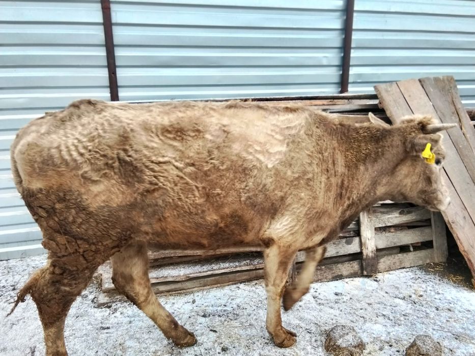 Продам телку 450