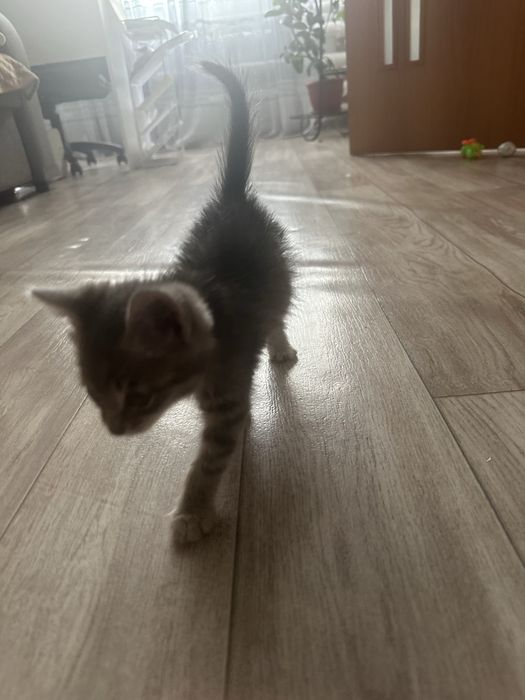 Кот в добрые руки