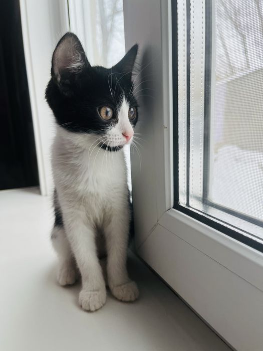 Отдам в добрые руки котят.Девочки 2 месяца.К лотку приучены.