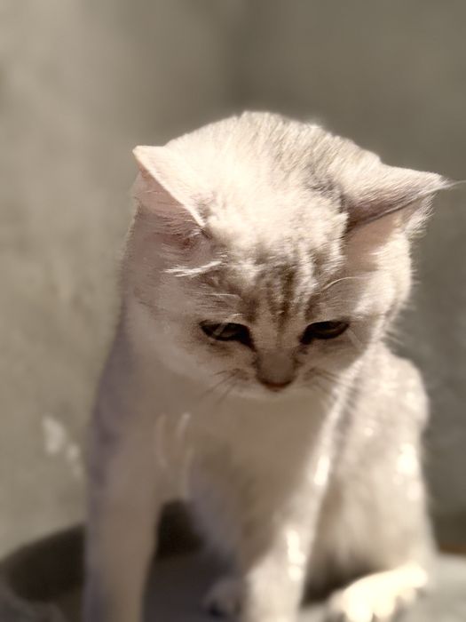 Продается кошка по кличке Мия, скотиш страйт серебристая шиншилла