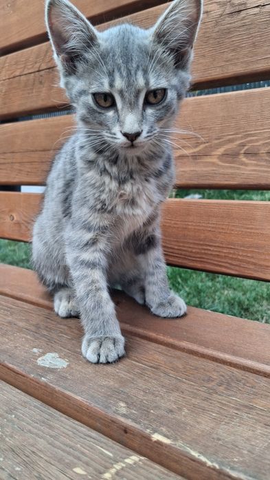 отдаю котенка в добрые руки