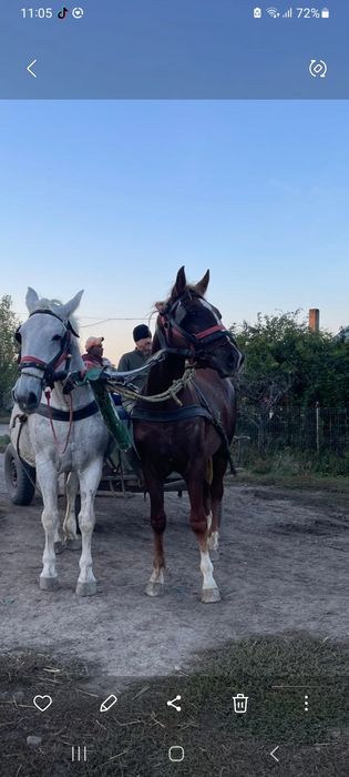 Armăsar vârstă 2 ani