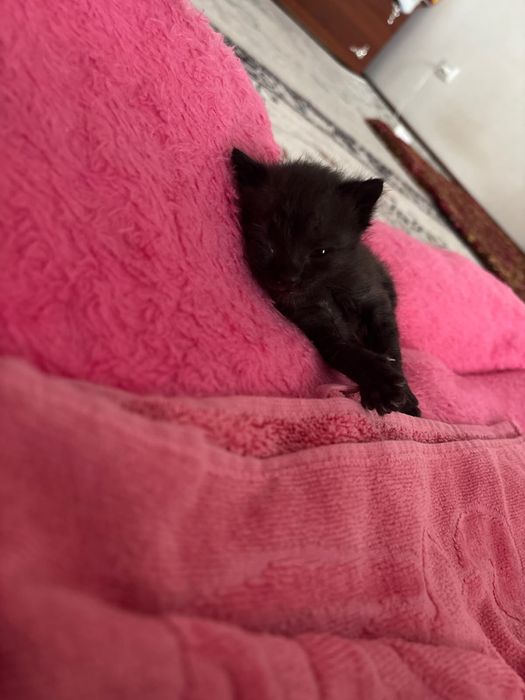 Котенок в добрые руки