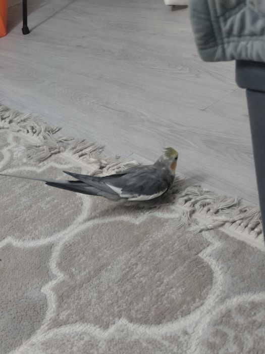 Папугаи карелла малчик