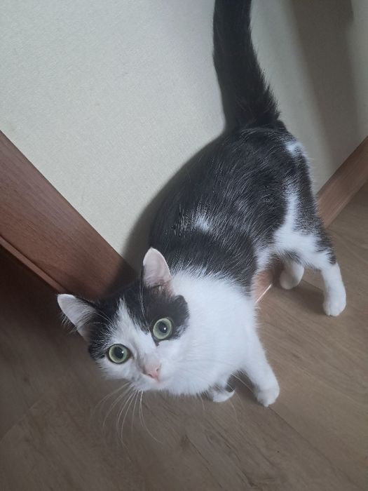 Отдам даром котенок 1 год