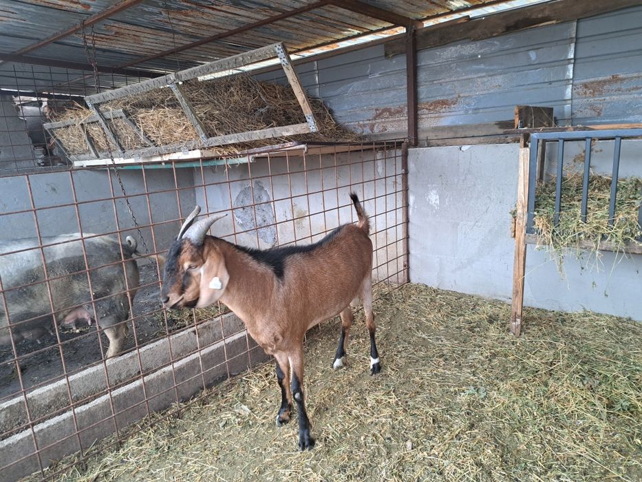 Țap anglonubian de vânzare