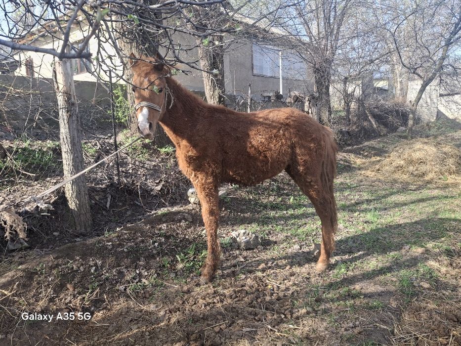 1жасар таи болшагы бар таи