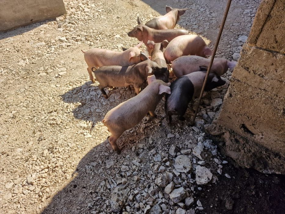 De vanzare, ,,piatra concasata"!