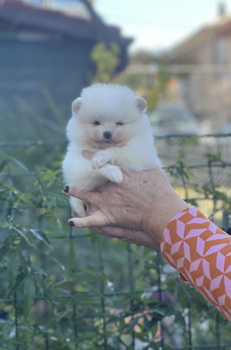 Померан минк