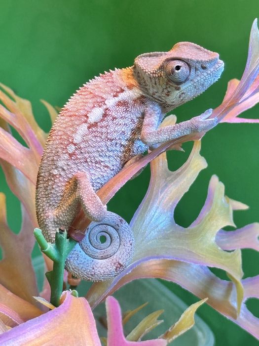 Пантеровый хамелеон