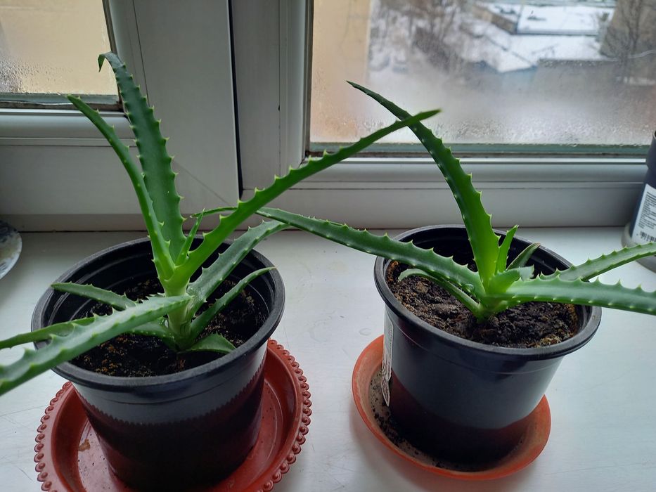 Комнатные растения алое