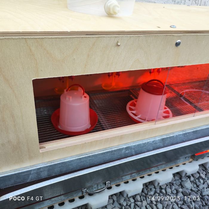 Брудер для цыплят